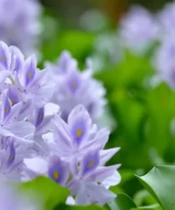 Оборудование переработки эйхорнии в корма и добавки, ОТ-МИ