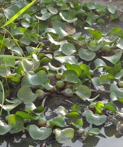 Обеззараживание техногенно загрязненных почв водным гиацинтом, МИНИ