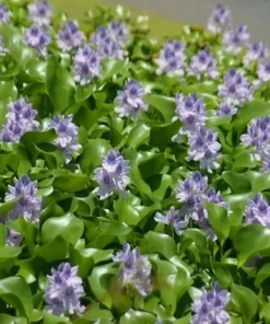 Технологическое решение с использованием водного гиацинта, ОТ