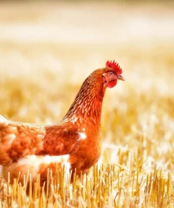 Воздушно-капельное охлаждение птицы