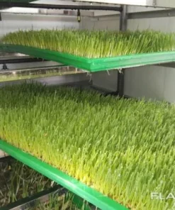 Гидропонная установка для выращивания ГЗК, YZDM-1500